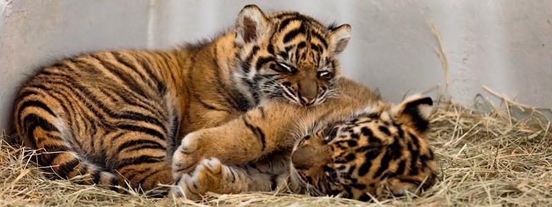 Sumatran tiger cubs